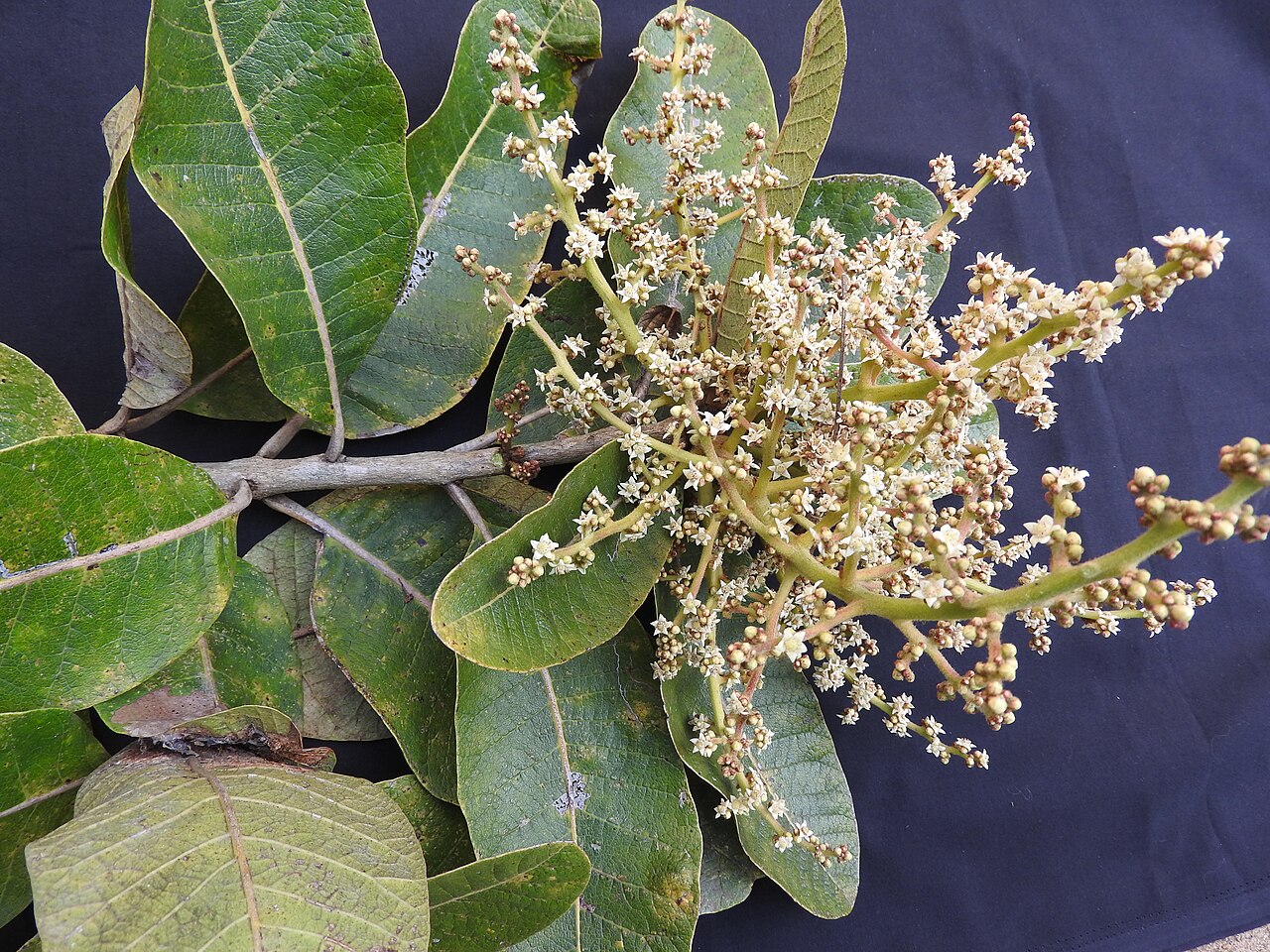Buchanania cochinchinensis: Anacardiaceae-moraetha;tree,flowers cream.
