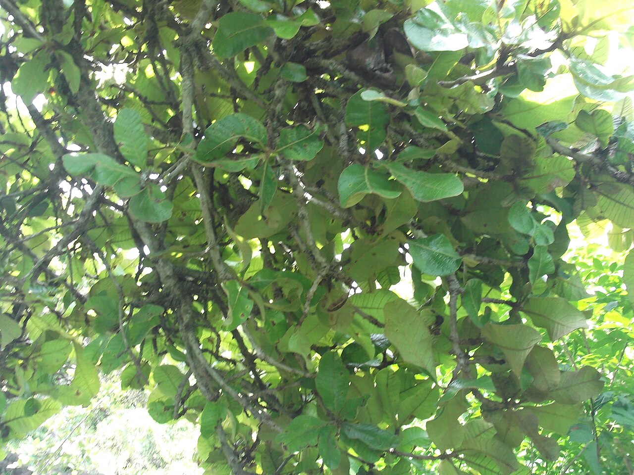 Buchanania cochinchinensis: Tree,flowers white,fragrant.
