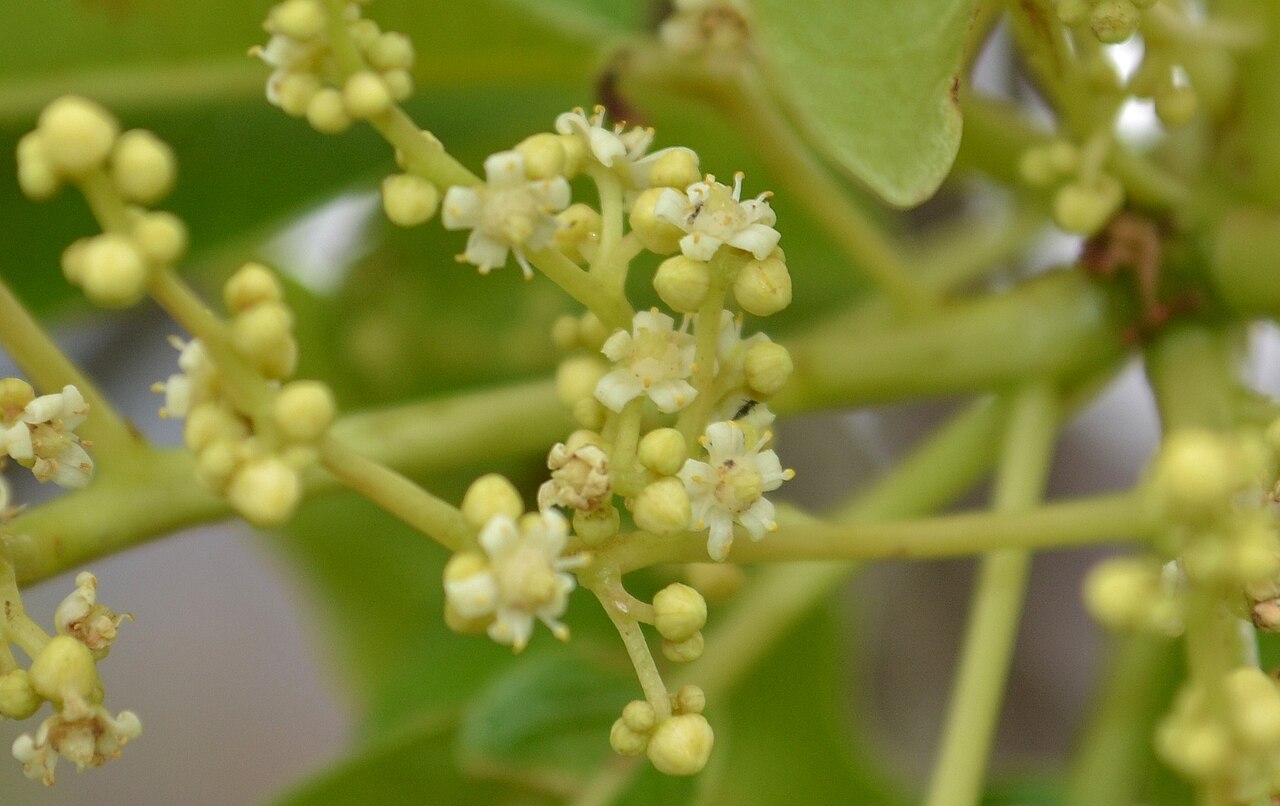 Buchanania cochinchinensis: Chironji Tree is a medium-sized deciduous tree, growing to about 50 ft tall. It bears fruits each cotaining a single seed, which is popular as an edible nut, kn