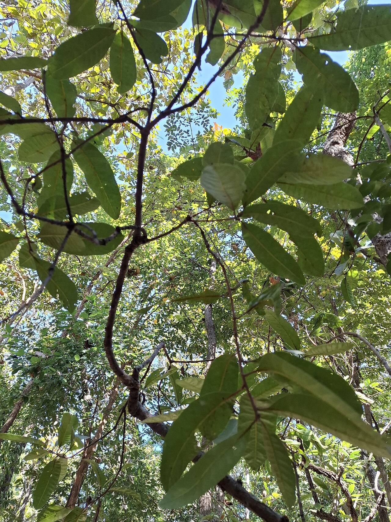 Buchanania cochinchinensis: Buchanania lanzan