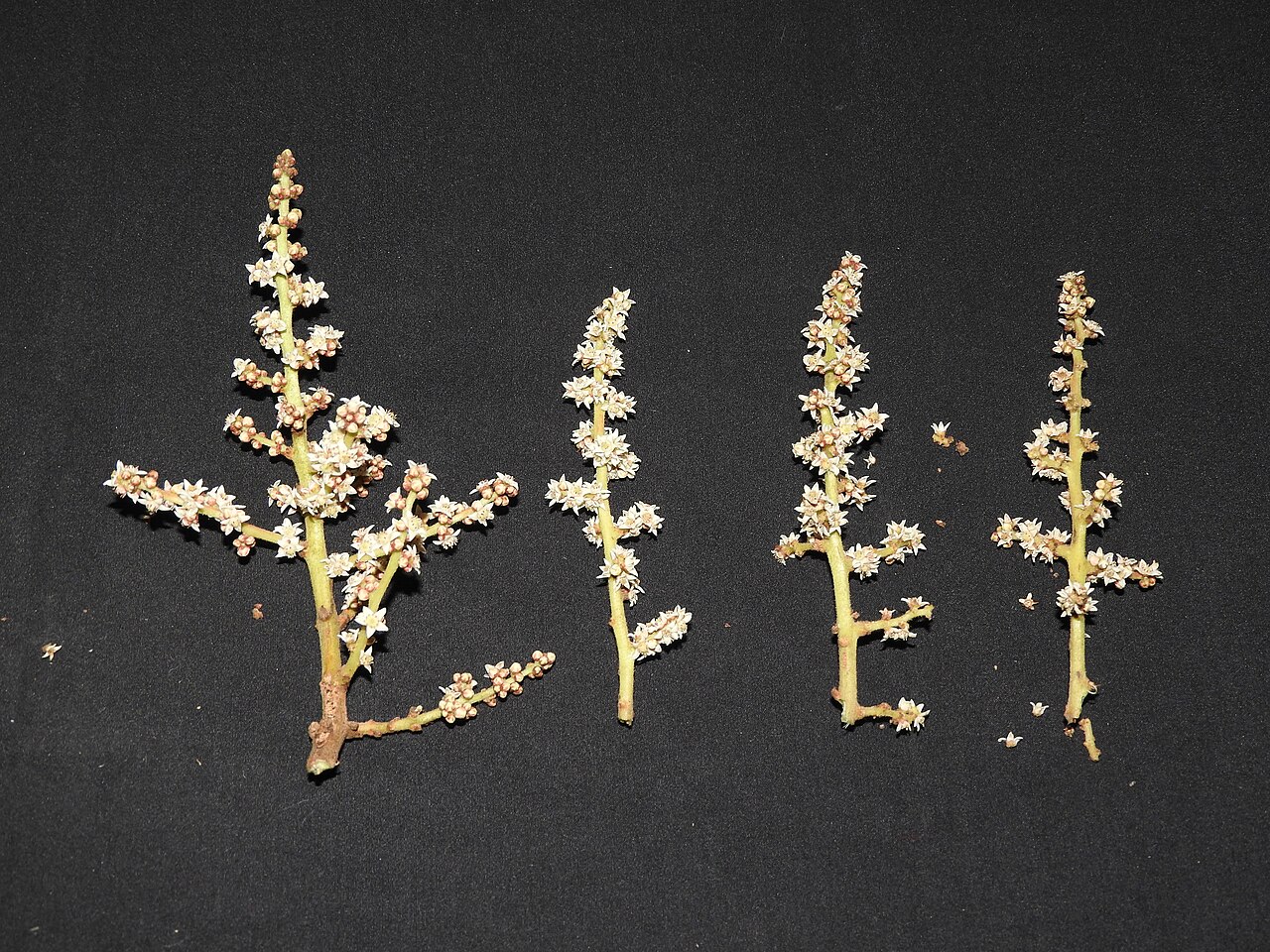 Buchanania cochinchinensis: Anacardiaceae-moraetha;tree,flowers cream.