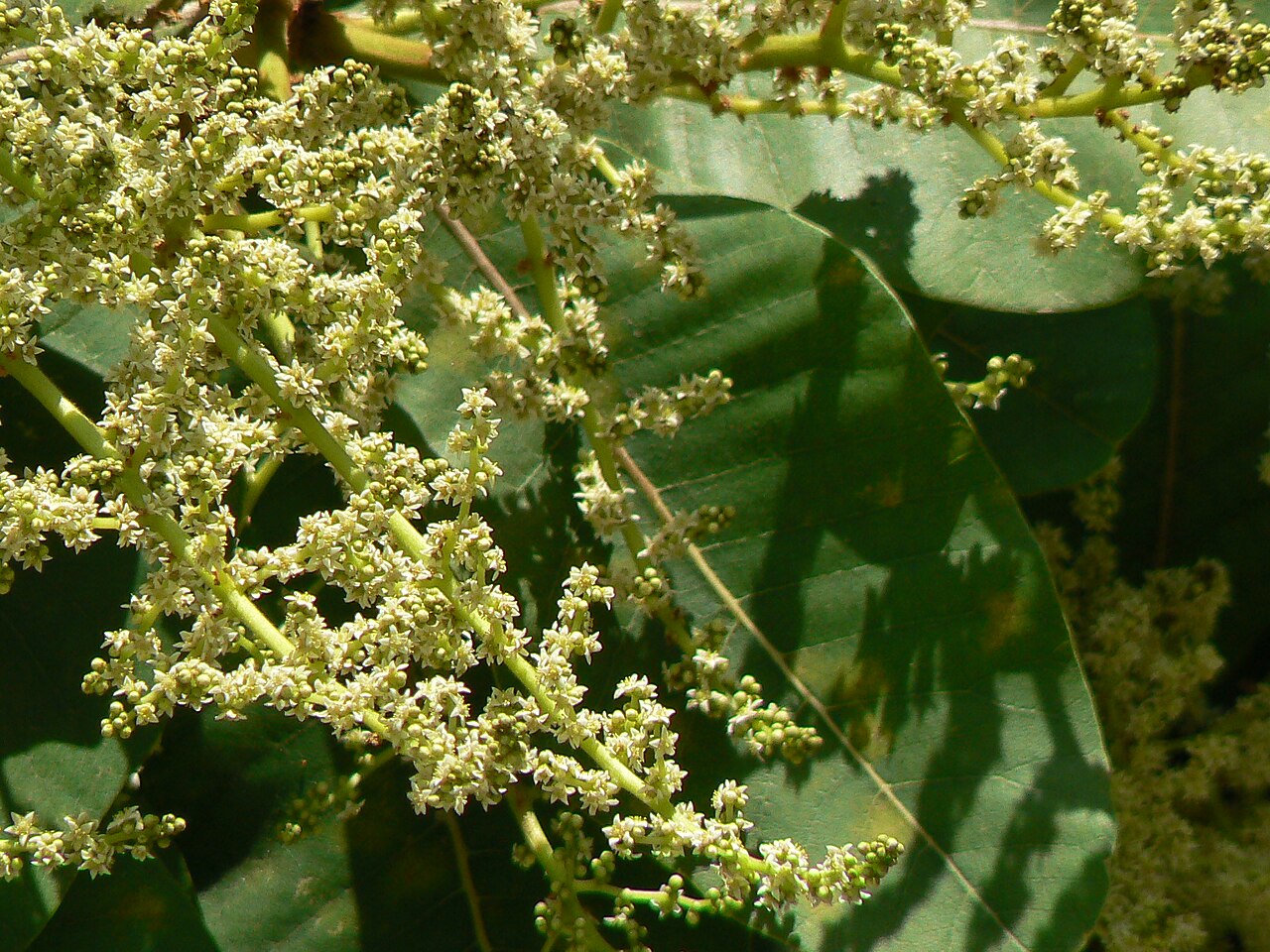 Buchanania cochinchinensis: Anacardiaceae (cashew family) » Buchanania cochinchinensis (Lour.) M.R.Almeida byoo-kah-NAN-ee-uh -- named for Francis Buchanan, Supt. of Botanical Gardens, Cal