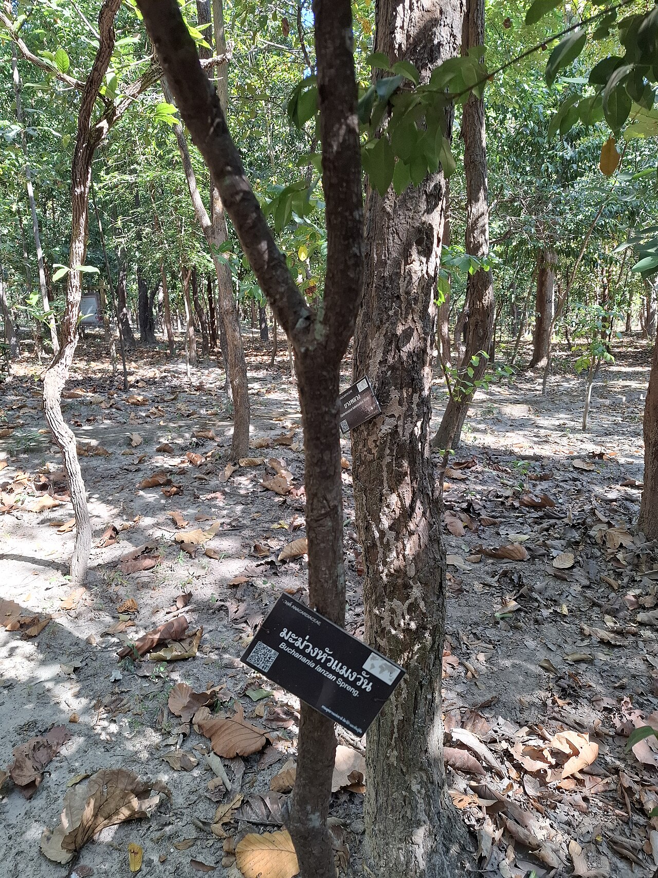 Buchanania cochinchinensis: Buchanania lanzan