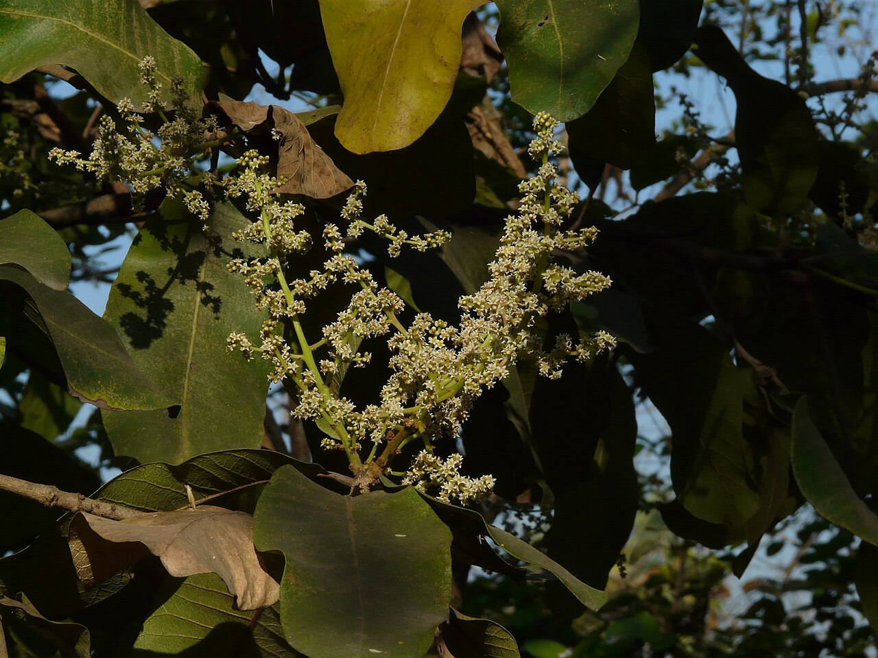 Buchanania cochinchinensis: Anacardiaceae (cashew family) » Buchanania cochinchinensis (Lour.) M.R.Almeida byoo-kah-NAN-ee-uh -- named for Francis Buchanan, Supt. of Botanical Gardens, Cal
