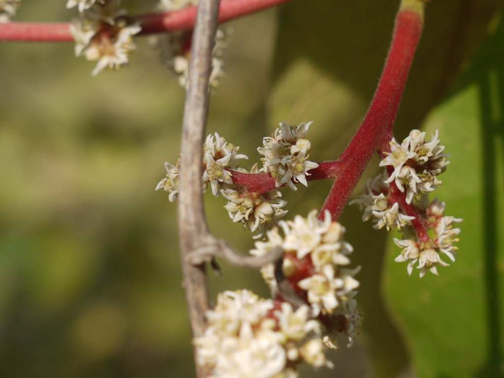 Chirauli nut (Buchanania lanzan)