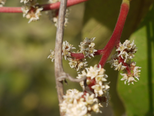 Chirauli nut (Buchanania lanzan)