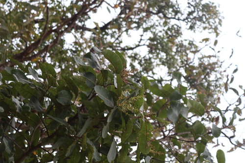 Chirauli nut (Buchanania lanzan)