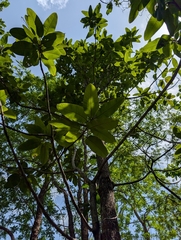 Chirauli nut (Buchanania lanzan)