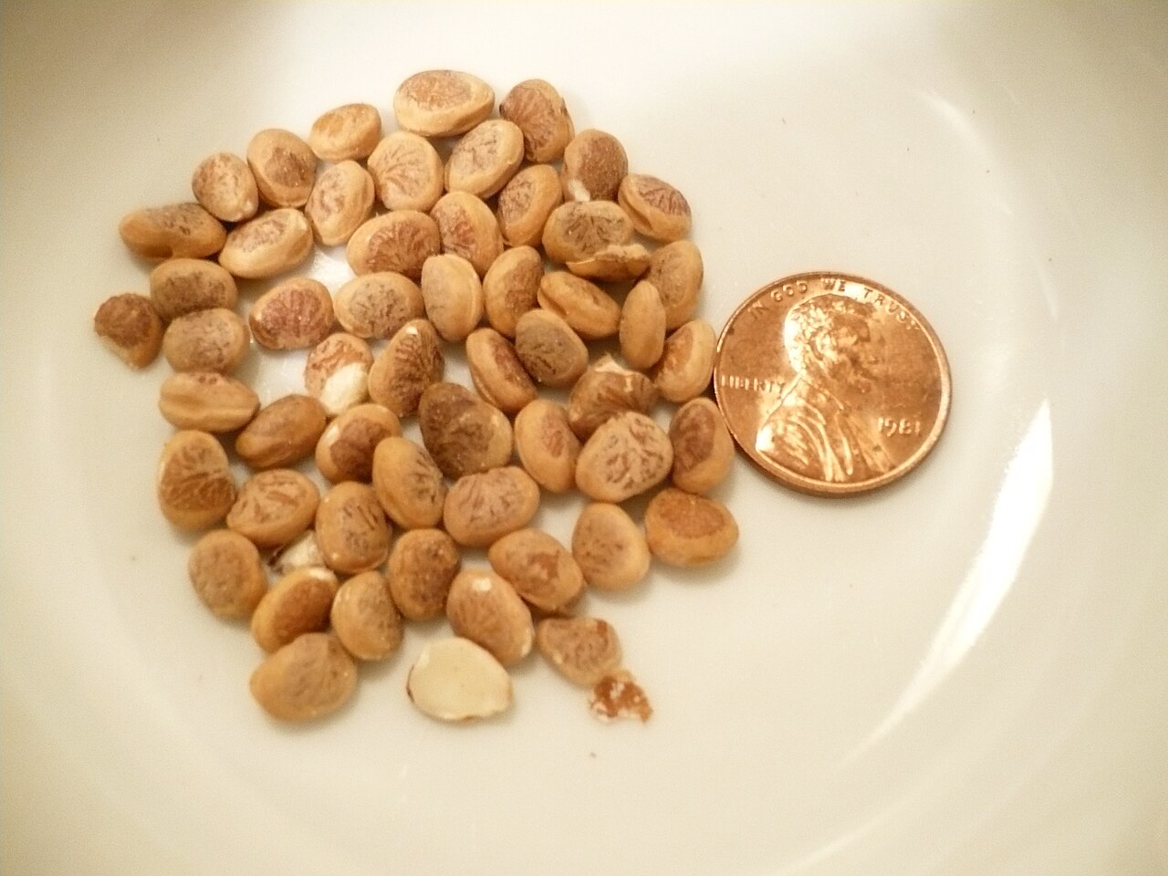 Chirauli nut: Charoli nuts, with a United States penny for size comparison. Photo taken in Kent, Ohio , United States.