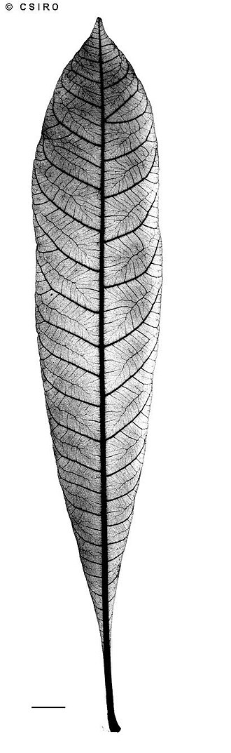 Plum tree: Buchanania mangoides x-ray of leaf