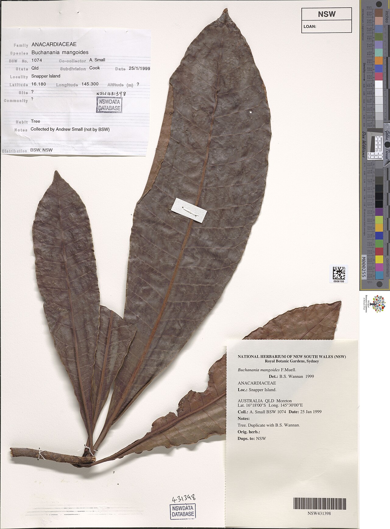 Plum tree: Buchanania mangoides herbarium specimen