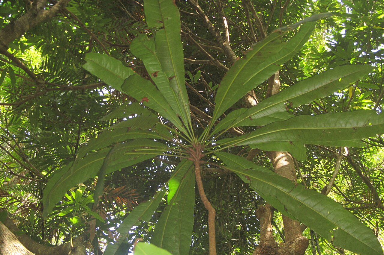 Plum tree: Buchanania mangoides foliage
