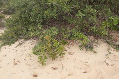 Buchanania reticulata (Buchanania reticulata)