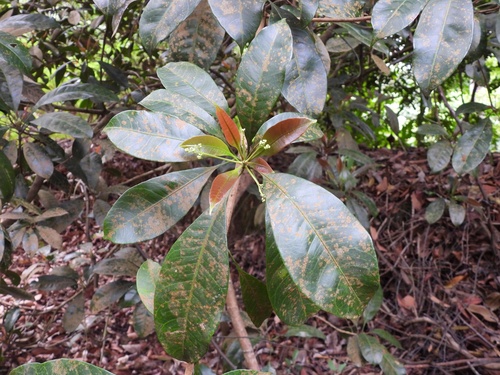 Buchanania sessifolia (Buchanania sessifolia)