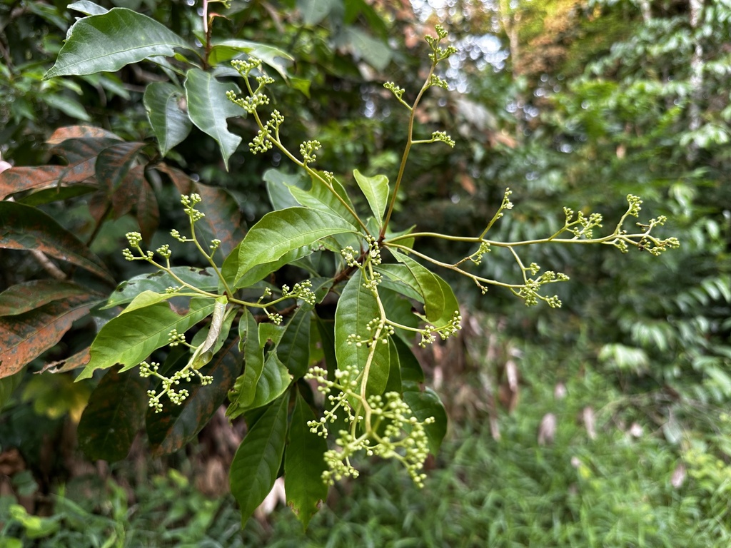 Buchanania sessifolia (Buchanania sessifolia)