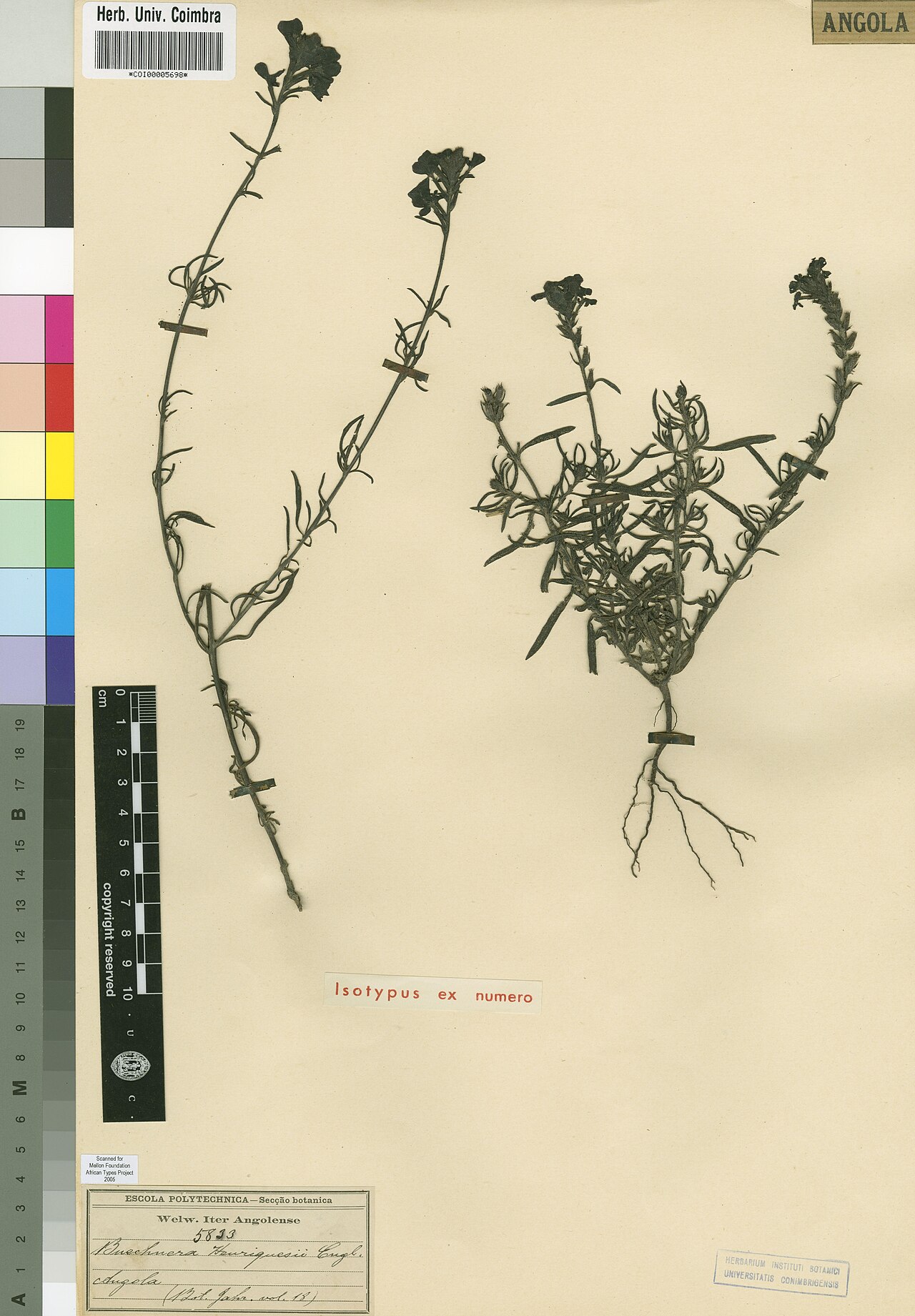 Buchnera henriquesii: Photograph of Isotype of Buchnera henriquesii at Herbarium of the University of Coimbra, Portugal (COI). Specimen COI00005698. http://coicatalogue.uc.pt/specime