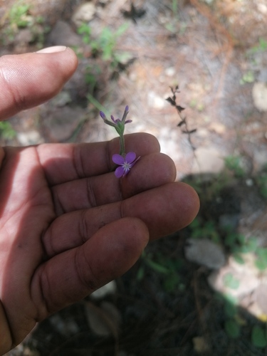 Arizona bluehearts (Buchnera obliqua)