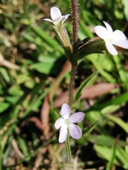 Arizona bluehearts (Buchnera obliqua)