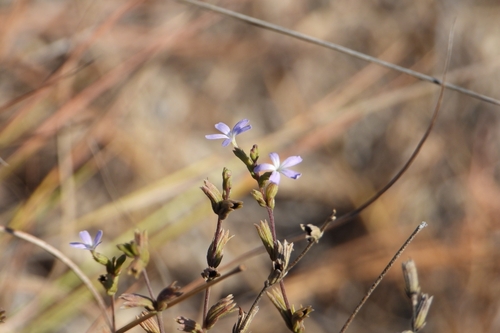 Arizona bluehearts (Buchnera obliqua)