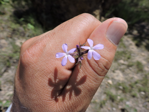 Arizona bluehearts (Buchnera obliqua)