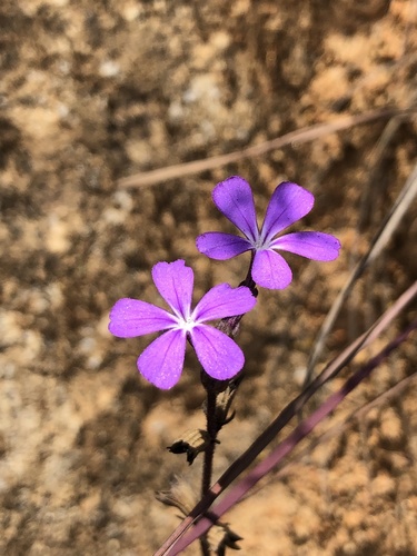 Arizona bluehearts (Buchnera obliqua)
