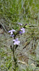 Arizona bluehearts (Buchnera obliqua)