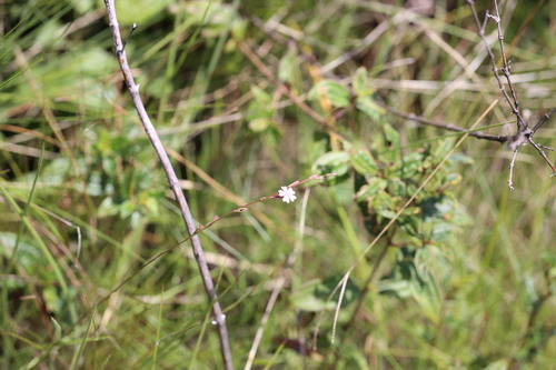 Buchnera palustris (Buchnera palustris)