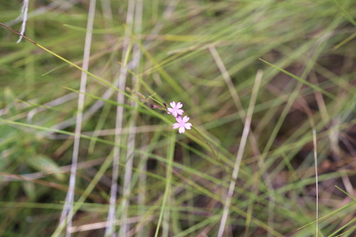 Buchnera palustris (Buchnera palustris)