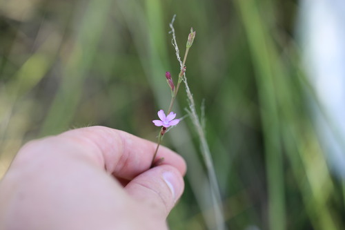 Buchnera palustris (Buchnera palustris)