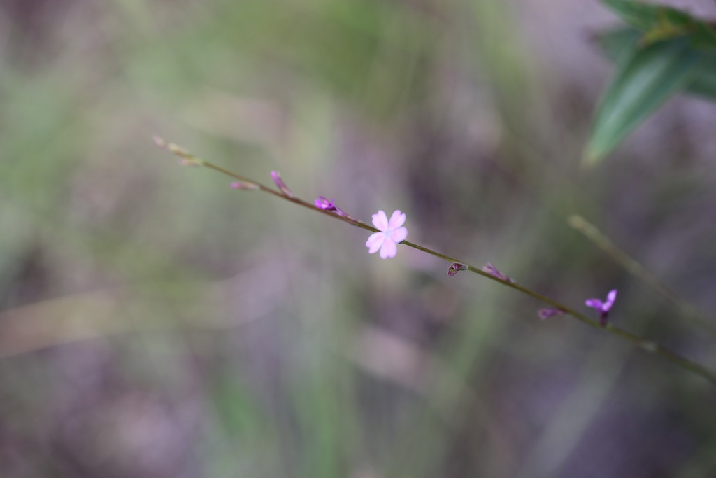 Buchnera palustris (Buchnera palustris)