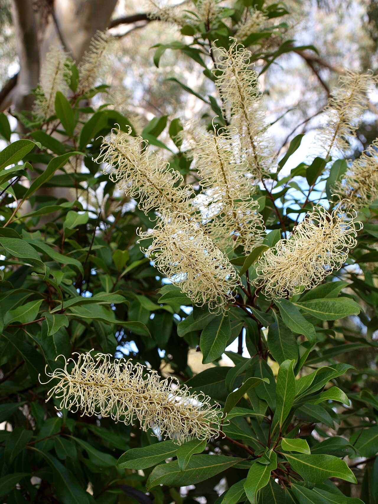 Ivory curl tree: Buckinghamia celsissima in Australian National Botanic Gardens