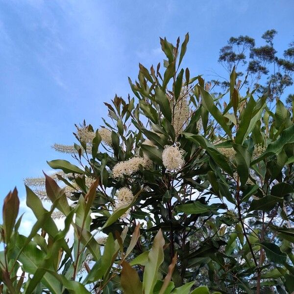 Ivory curl tree (Buckinghamia celsissima)