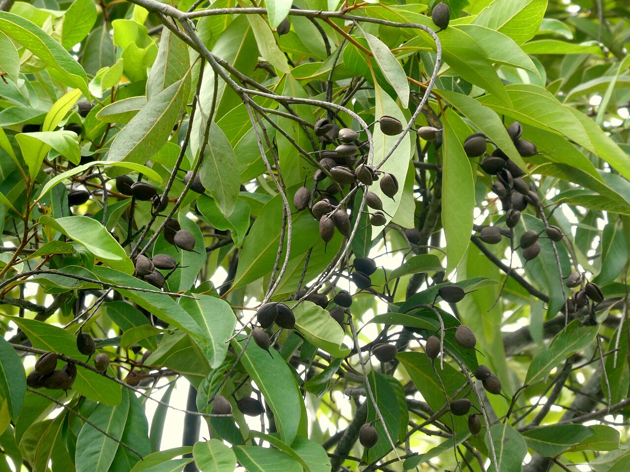 Ivory curl tree: Fruits of the spotted silky oak Buckinghamia celsissima . Cairns, Queensland , December 2022