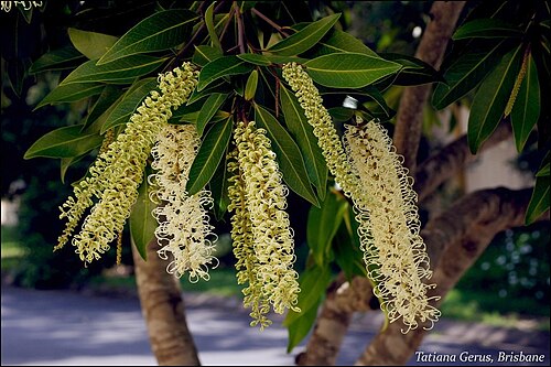 Ivory curl tree: Buckinghamia celsissima flower and foliage. Australian rainforest native, Very popular as street and garden tree in Brisbane. Family: Proteaceae See also flickr