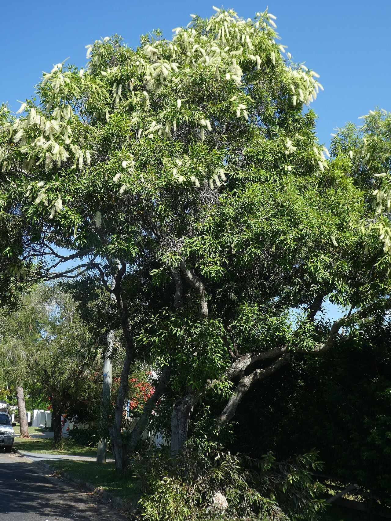 Ivory curl tree: The ivory curl tree, Buckinghamia celsissima , in full flower in December 2022. Planted as a street tree in Edge Hill, Queensland .