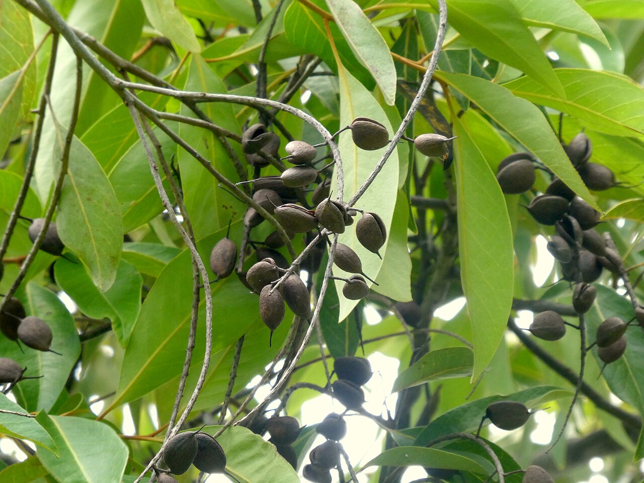 Ivory curl tree: Fruits of the spotted silky oak Buckinghamia celsissima . Cairns, Queensland , December 2022