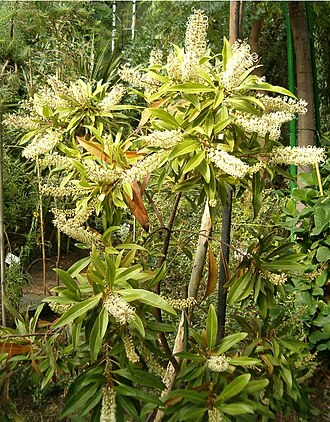 Ivory curl tree (Buckinghamia celsissima)