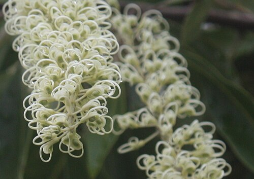Ivory curl tree: Family: Proteaceae