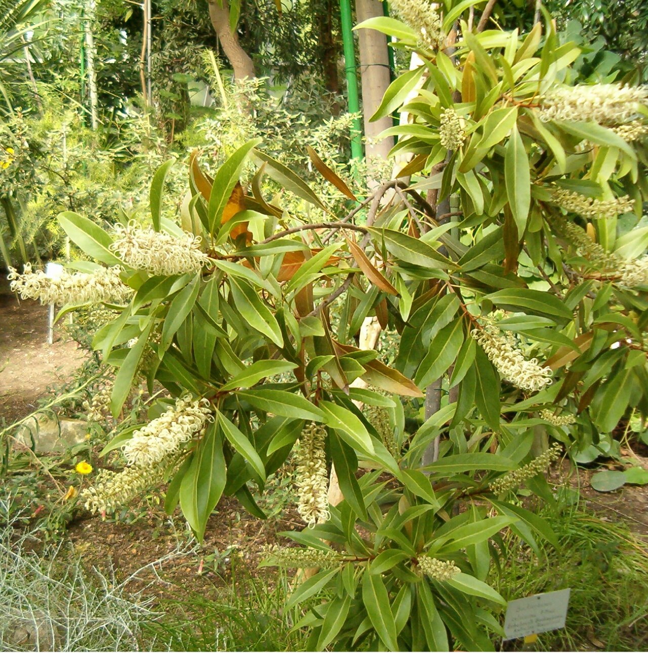 Ivory curl tree (Buckinghamia celsissima)