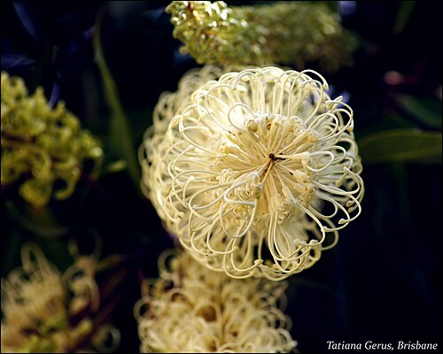 Ivory curl tree: Buckinghamia celsissima - 'Ivory Curl' Australian rainforest flowering tree