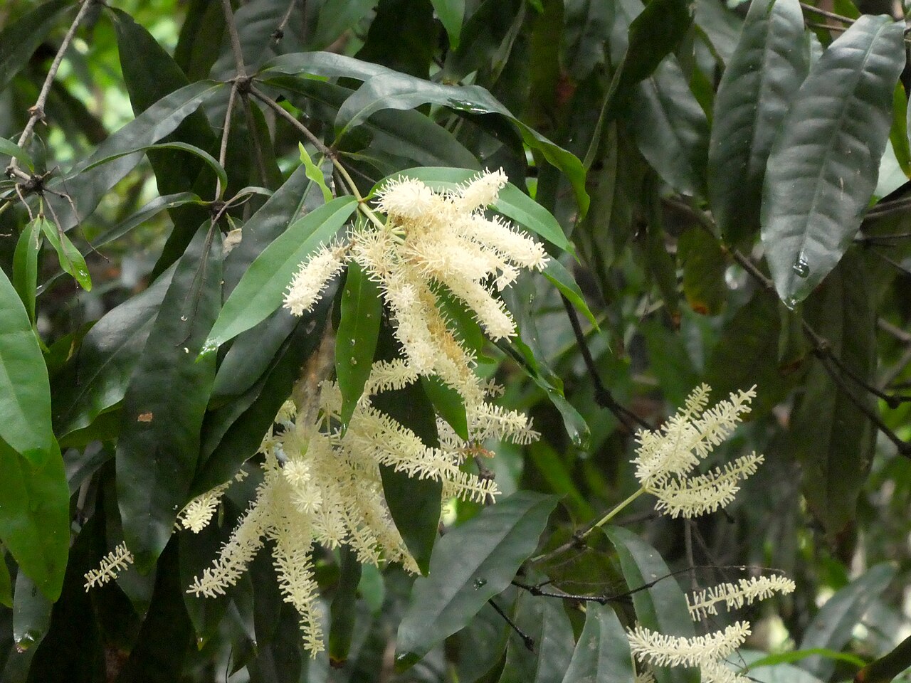 Noah's oak: Buckinghamia ferruginiflora in flower at the Cairns Botanic Gardens , December 2022