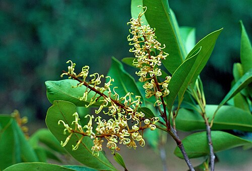 Noah's oak: Buckinghamia ferruginiflora in Queensland