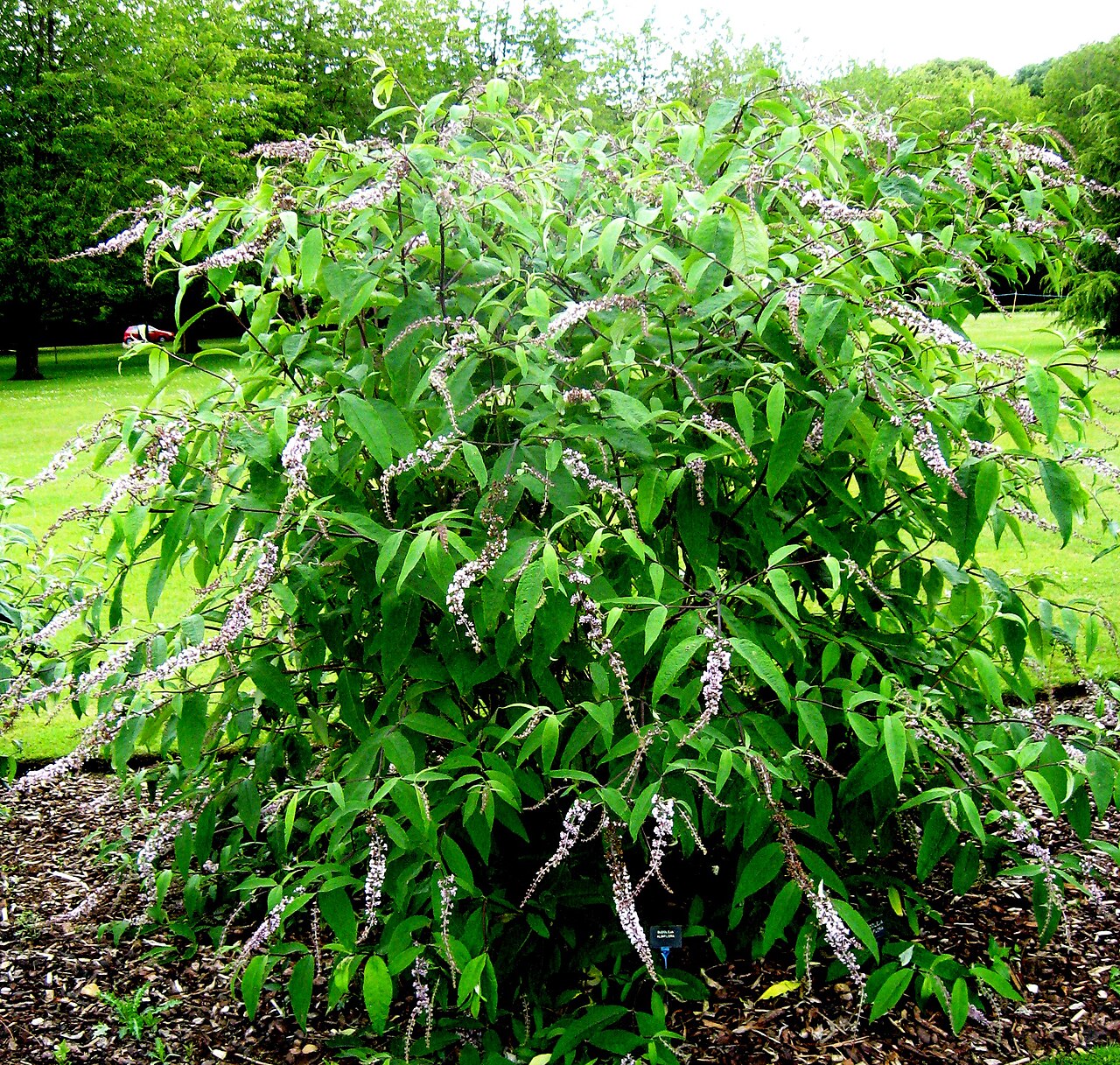 Buddleja albiflora: Photo of Buddleja albiflora at Longstock Park, Hampshire, UK.