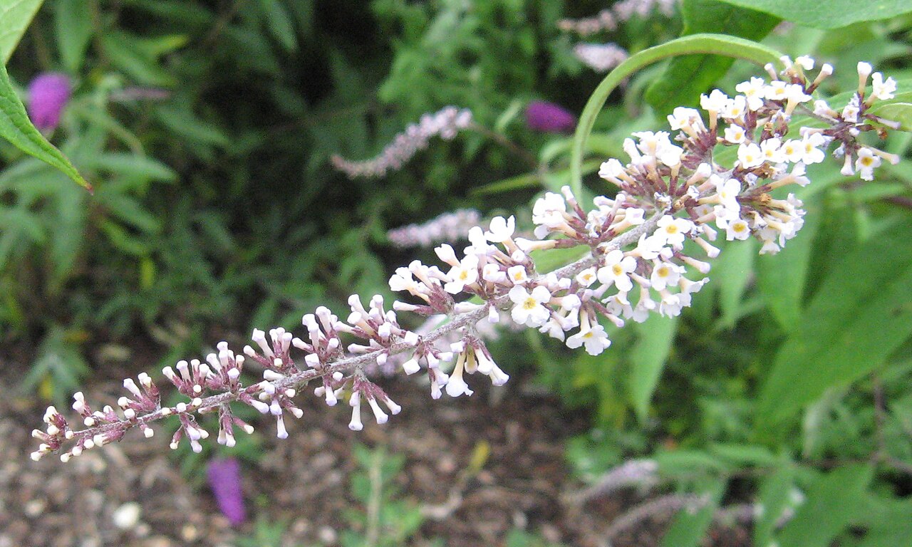 Buddleja albiflora: Photo of the inflorescence of Buddleja albiflora.