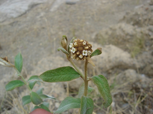 Buddleja aromatica (Buddleja aromatica)