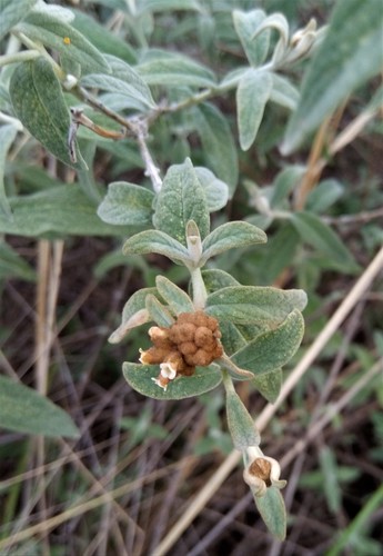 Buddleja aromatica (Buddleja aromatica)