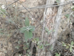 Buddleja aromatica (Buddleja aromatica)