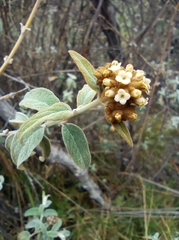 Buddleja aromatica (Buddleja aromatica)