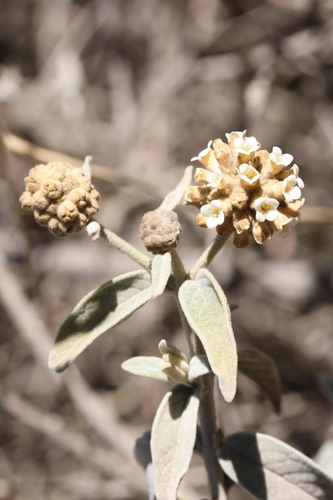 Buddleja aromatica (Buddleja aromatica)