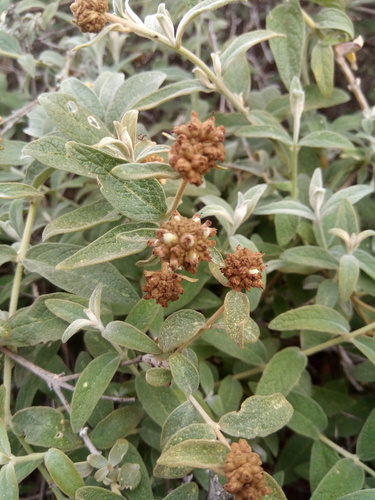 Buddleja aromatica (Buddleja aromatica)
